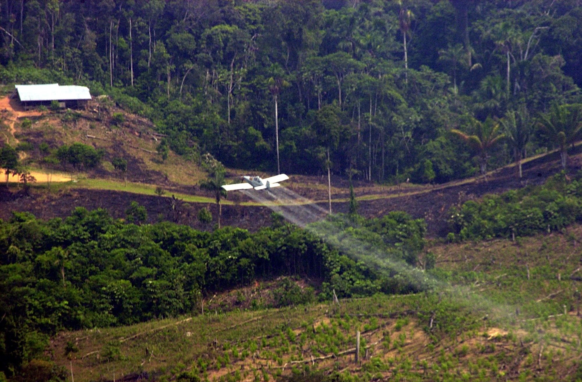 Coca, fumigaciones y daño ambiental | Drogas y conflicto en Colombia -  Perspectivas para la paz